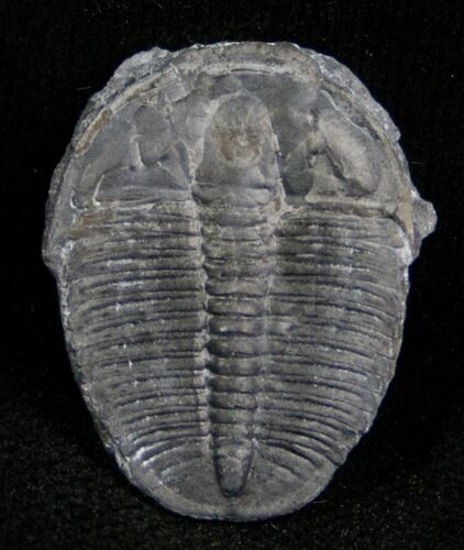 Elrathia Trilobite Fossil - Utah #6704